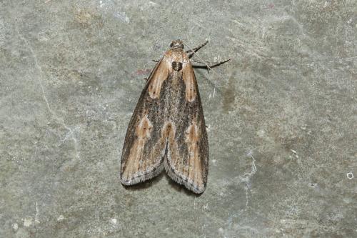 Réf. 179 927 : Doloploca punctulana